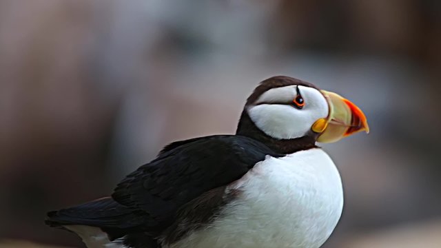 Puffin