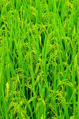 雨上がりの稲穂