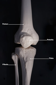 Knee Anterior View- Labelled 