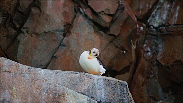 Puffin