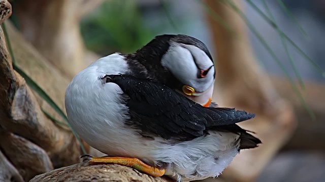 Puffin