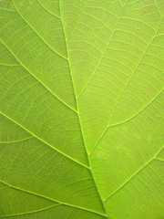 Fototapeta na wymiar green teak leaf background
