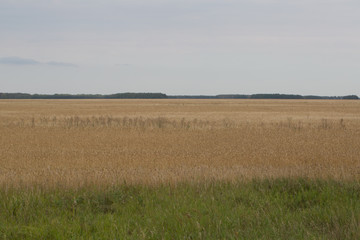 Yellow grass in the steppe and blue sky