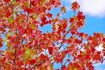アメリカフウの紅葉