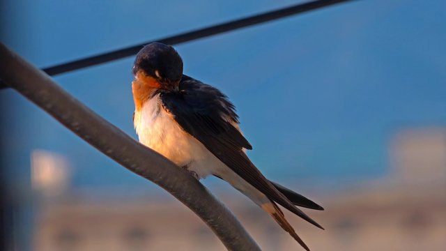 house swallow bird cleans feathers. 4k UHD stock footage