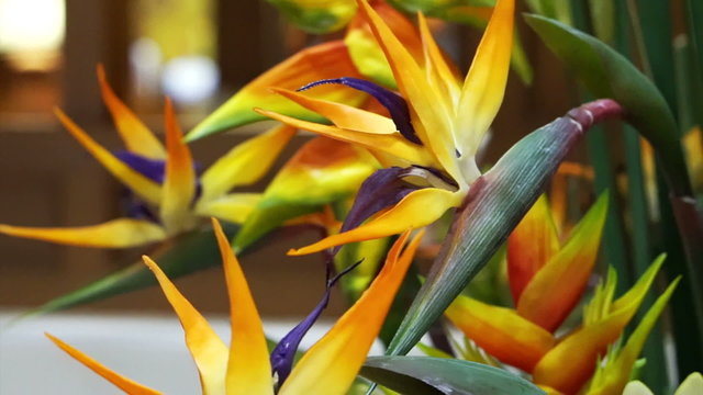 Video of Close up of strelitzia or bird of paradise flower