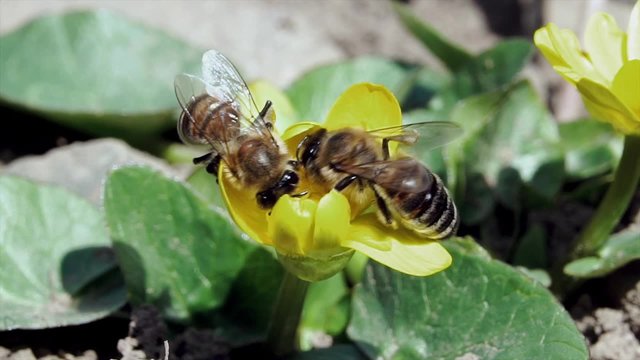 Fighting bees/Two bees are fighting for the right to extract nectar