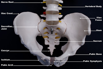 Pelvis Anterior View- Labelled 