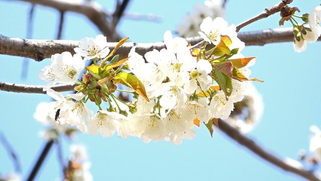 4K Bee on cherry flowers blooming in springtime. UHD stock video