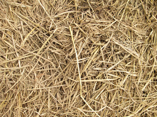 hay dry straw background