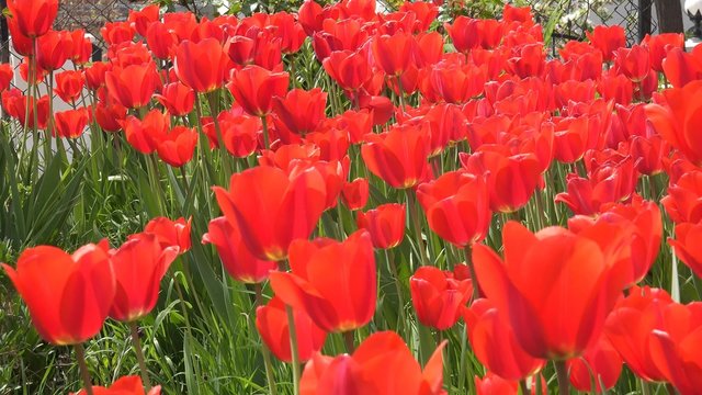 4K Tulips. A lot of red tulips swaying in the wind, UHD stock video