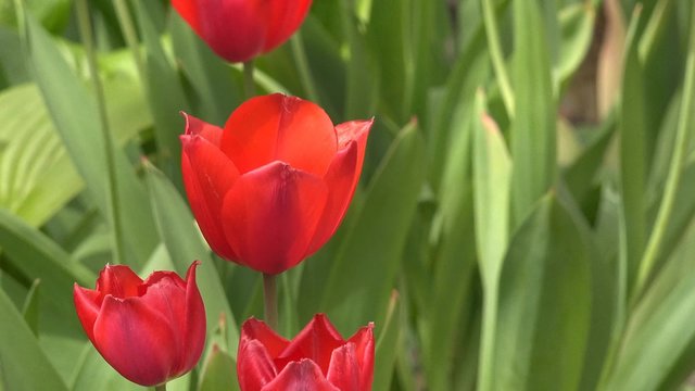 4K Single red tulip flower. UHD stock video