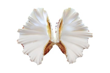 Fancy Seashell of two halves isolated on white