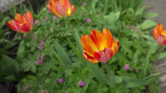 4K insect pov fly to single flower. UHD crane shot stock video