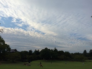 Obraz na płótnie Canvas 奈良の空
