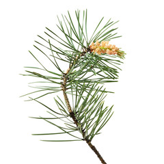 Pinus sylvestris branch