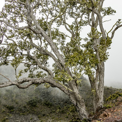 foggy landscape with tree on the mountains of Hawaii