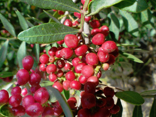 Lentischio e i suoi frutti