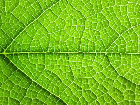 close up green leaf background