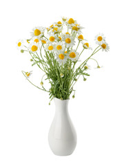 Chamomiles isolated on white background. cutout