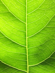 green bodhi leaves background