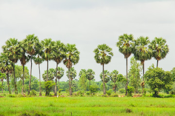 Cornfield and Sugar palm at Prachinburi Province,Thailand.