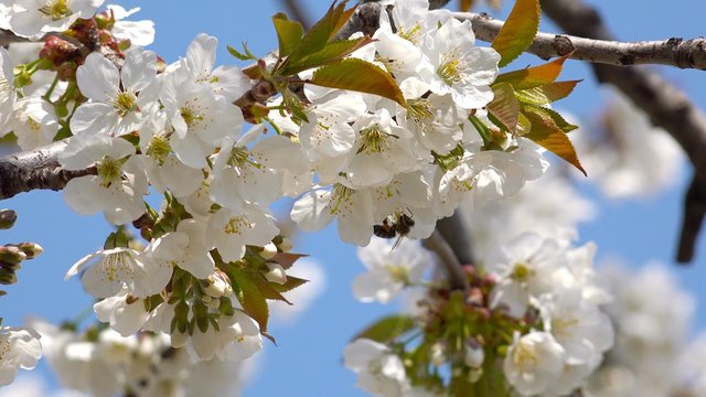 4K Bee and Flower. Bee flower hangs in front of cherry and sits on it. UHD stock video