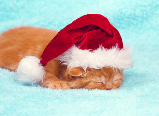 Sleeping little kitten wearing Santa hat