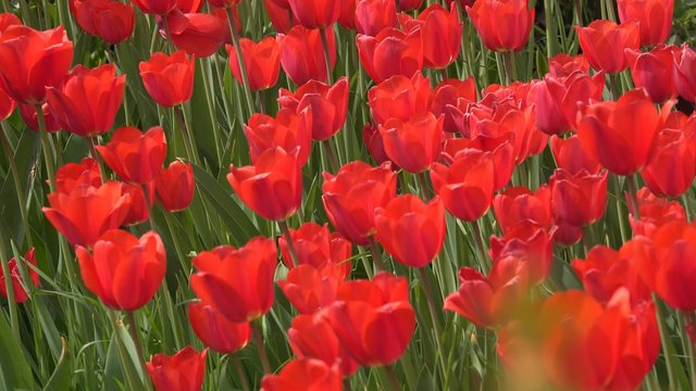4K Tulips. A lot of red tulips swaying in the wind, UHD stock video