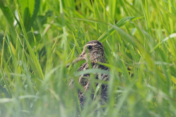Great Snipe hidden in grass
