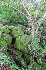 Fototapeta premium Moss at Khao Yai National Park,Thailand.