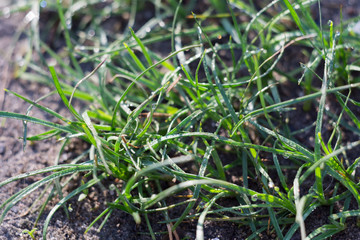 Macro of Morning Grass