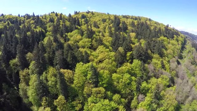An aerial image over a green and lush forest in the Pacific Northwest.