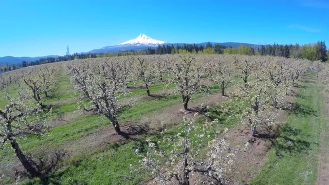 An aerial image traveling low over blooming apple trees reveals Mt. Hood, Oregon in the distance.