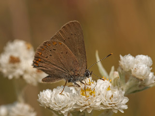 Coral Hairstreak