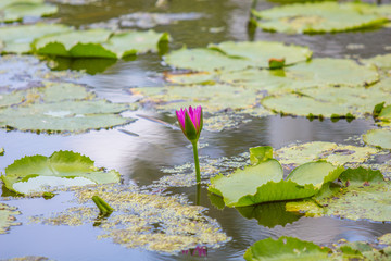 Lotus in the swamp.
