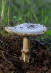 Mushrooms photographed in their natural environment.