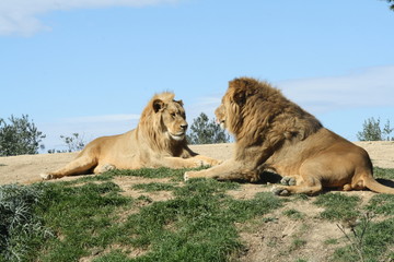 lions