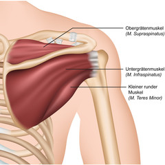 Anatomie Rotatorenmanschette, Schulter hinten - obrazy, fototapety, plakaty