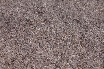 shell background.
