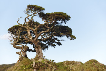 Lonely cedrus tree in a Pico island meadow. Azores. Portugal