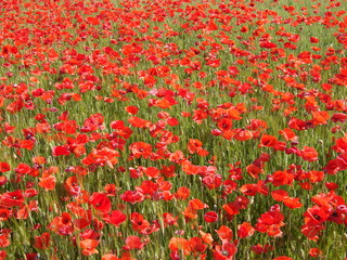 Campo fiorito di papaveri