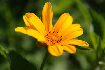 flower closeup macro spring