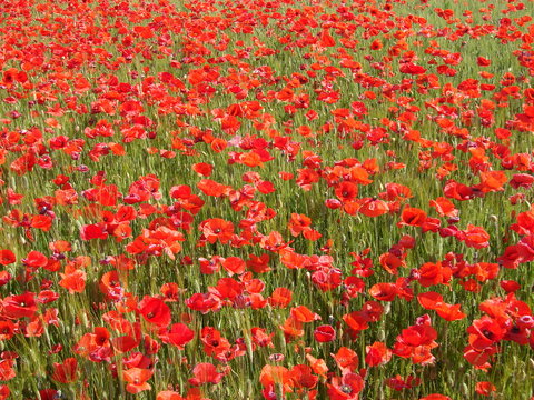 Campo fiorito di papaveri