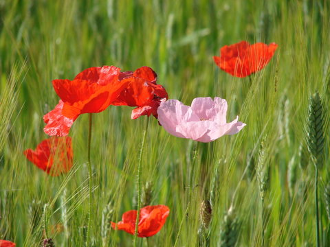 Il papavero rosa