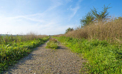 Fototapeta na wymiar Path through a sunny field in summer