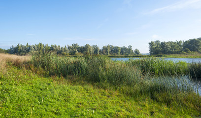 Waving reed on the shore of a lake in summer