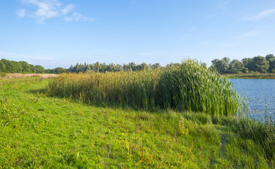 Waving reed on the shore of a lake in summer