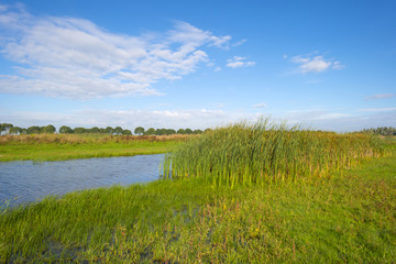 Waving reed on the shore of a lake in summer