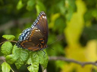 Red-spotted Purple Butterfly